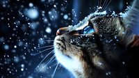 Cat face in profile against dark background with falling snow, glowing blue eyes and whiskers catching snowflakes, dramatic winter night atmosphere creates magical mood.