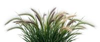 Ornamental fountain grass with feathery plumes in natural green and beige tones, isolated on white background for landscaping and garden design projects.