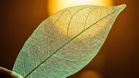 Translucent leaf skeleton with delicate veins glowing against warm golden-brown background, showcasing intricate natural patterns and botanical detail for nature and science projects.