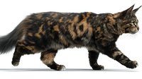 Side view of majestic Maine Coon cat walking, showing distinctive tortoiseshell coat pattern and long fluffy tail against pure white background, isolated for design use.