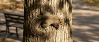 Gray squirrel clinging to a tree trunk in a sunny park, with a blurred bench in the background, capturing urban wildlife in natural habitat.