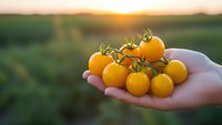 Fresh yellow cherry tomatoes in cupped hands during golden hour sunset, organic farming harvest concept for healthy eating and agriculture marketing.