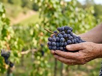 Dark purple grapes held in farmer's hands during harvest season in vineyard. Fresh produce for wine production and agriculture.