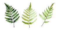 Watercolor fern leaves in different shades of green arranged in row on white background, botanical art style illustration for nature and garden designs.