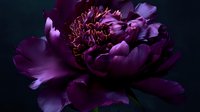 Deep purple peony flower with ruffled petals and golden stamens against dark background for elegant floral designs and romantic decorative projects.