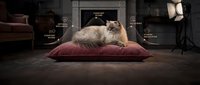 Fluffy long-haired cat resting on burgundy cushion in professional studio setting with lighting equipment and fireplace backdrop for pet photography and advertising.