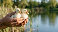 Two fluffy ducklings held in cupped hands over water and reeds, symbolizing care, wildlife protection, and nature conservation for educational and environmental campaigns.