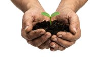 Weathered male hands cupping dark fertile soil with a small green seedling sprout, symbolizing growth, sustainability, and environmental care.