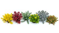 Colorful succulent plants and foliage arranged in row on white background, isolated for botanical design projects and gardening concepts.