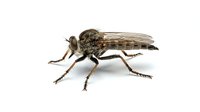 Robber fly isolated on white background, detailed macro view of predatory insect with long legs and wings, suitable for educational and scientific design projects.