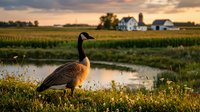Canadian goose standing in marshy wetland near farmland at sunset, with rural house and fields in background. Wildlife in natural habitat.
