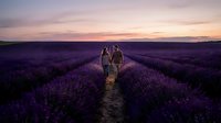 Couple walking through blooming lavender field at sunset, holding hands on dirt path between purple flowers during golden hour.