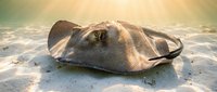 Large stingray resting on sandy ocean floor with sunlight filtering through clear tropical waters creating peaceful underwater marine scene.