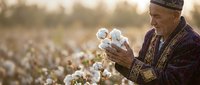 Elderly Central Asian farmer in traditional clothing examining cotton bolls in field during golden hour harvest season.