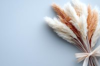 Decorative dried pampas grass bouquet in white and brown tones arranged in fan shape on light blue background, minimal floral composition for modern interior decor.