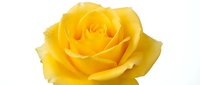 Yellow rose bloom isolated on white background, suitable for floral design, greeting cards, and botanical illustrations.