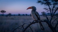 Red-billed hornbill perched on thorny branch during twilight in African savanna with purple sky and acacia trees in background wildlife photography.