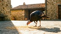Wild turkey with dark plumage and iridescent feathers foraging on rustic stone courtyard. Suitable for nature, wildlife, and rural themes.