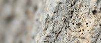 Weathered stone surface with natural cracks and holes showing texture and erosion patterns. Close-up macro photography of aged rock material for backgrounds.