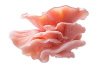 Pink oyster mushroom cluster with delicate ruffled gills and layered caps in soft coral tones against white background, isolated macro photography for culinary and nature designs.