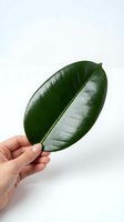 Woman hand holding large green rubber plant leaf on white background for natural home decor and botanical design projects.
