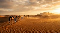 Camel caravan crossing golden sand dunes at sunset with dramatic sky and mountain silhouettes in desert landscape for travel and adventure concepts.