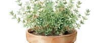 Potted thyme herb plant with fresh green leaves in terracotta container, isolated on white background for culinary and gardening design projects.