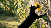 Black cat silhouette reaching for sunflower against tree trunk in golden sunlight with blurred foliage background creating warm autumn garden scene.