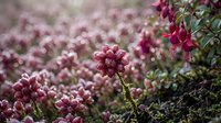 Pink flowering shrub with delicate blooms in natural garden setting, soft focus background creates dreamy botanical atmosphere for spring landscaping projects.