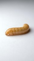 Tan beetle larva with segmented body on white background, suitable for educational, scientific, and nature documentation purposes.