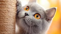 Gray British shorthair cat with bright amber eyes looking up curiously while scratching post, close-up portrait against warm orange background.