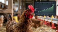 Brown hen in poultry farm with business growth chart showing upward trend in agricultural industry and livestock farming success.