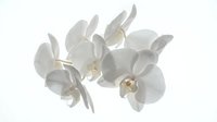 White orchid flowers blooming on stem against clean background for elegant floral design projects and botanical artwork applications.