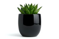 Green succulent plant in modern black ceramic pot isolated on white background, minimalist home decor element for interior design and gardening projects.