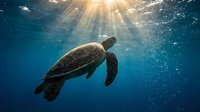 Sea turtle swimming gracefully in deep blue ocean water with sunlight rays penetrating from surface creating magical underwater scene for marine life concepts.