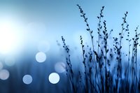 Silhouettes of delicate grass stems against blurred blue bokeh lights create dreamy atmospheric nature scene with soft evening glow and tranquil mood.