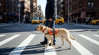 Person with guide dog crossing busy city street with yellow taxis and brick buildings in urban downtown area during daytime walk.