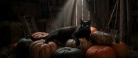 Black cat sitting on colorful pumpkins in rustic barn setting with dramatic lighting. Halloween autumn harvest scene for seasonal decorations.