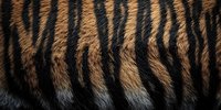 Close-up macro shot of natural tiger fur texture showing distinctive orange and black stripes pattern, detailed view of wild animal coat surface.