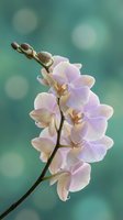 Delicate pink orchid branch with soft bokeh background for spa wellness meditation and relaxation concepts.