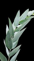 Eucalyptus branch with elongated green leaves isolated on transparent background, ready for t-shirt design, clipart, stickers, print-on-demand products, and sublimation projects.