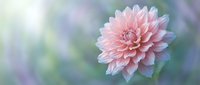 Pink dahlia flower in full bloom with soft petals against dreamy blurred garden background for floral design and nature photography projects.