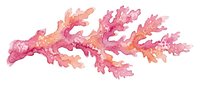 Watercolor pink and orange coral branch isolated on white background, vibrant ocean reef element for prints, cards, and coastal decor.
