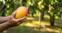 Farmer's hand holding ripe golden mango in orchard garden with blurred green trees background. Fresh tropical fruit harvest and agriculture concept.