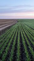 Aerial view of organized crop rows stretching across expansive farmland with young green plants in neat lines, adjacent plowed field, and soft pastel sky at dusk for agricultural and rural themes.