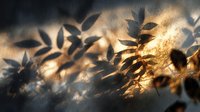 Warm golden sunlight filtering through delicate plant leaves creating soft shadows and ethereal lighting effects on textured wall surface for natural decor.