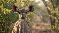 Young kudu antelope with large ears standing alert in African savanna woodland during golden hour sunset light creating warm natural wildlife portrait.