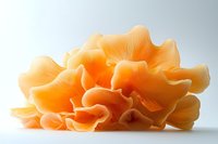 Fresh orange oyster mushrooms with delicate wavy gills and ruffled edges on white background, ideal for culinary and food photography.