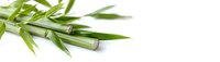 Fresh green bamboo stems and leaves isolated on white background, natural zen spa decoration element for wellness and meditation designs.