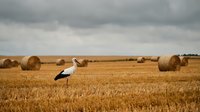 White stork standing in golden wheat field with hay bales under dramatic cloudy sky. Rural countryside farming landscape during harvest season.